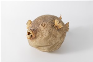 Image description is not available for 2023.2.1